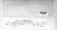Pucciniastrum epilobii image